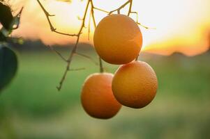 un rama con natural naranjas en un borroso antecedentes de un naranja huerta a dorado hora 2 foto