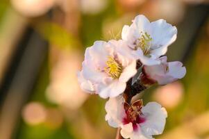 Spring nature background with lovely blooming almonds in pastel banner. Springtime concept 2 photo