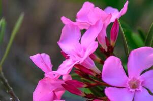 Nerium Nerium oleander flowers in bloom in pink color 2 photo