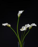 White Cala lily over dark background, beautiful white flower on black background 2 photo