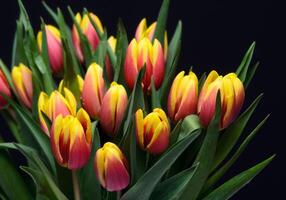 Set with beautiful tulip flowers on black background 2 photo