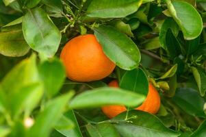 Citrus orchard with fruits growing on trees and lying on the ground, with copy space 3 photo