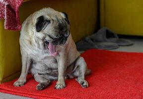 Senior pug sitting on the floor at home 3 photo