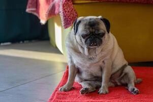 Senior pug resting at home 4 photo