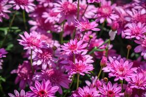 Callistephus chinensis. China aster or annual aster in garden. 1 photo