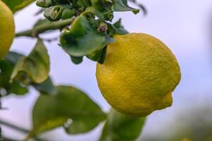 limón. maduro limones colgando en árbol. creciente limón 5 5 foto