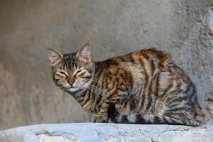 tabby cat on the background of a concrete wall photo