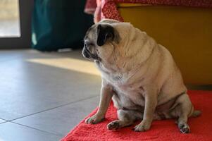 Senior pug resting at home 3 photo