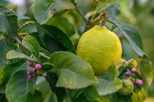 agrios limón frutas con hojas aislado, dulce limón frutas en un rama con trabajando camino. 4 4 foto