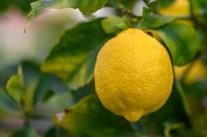 Citrus lemon fruits with leaves isolated, sweet lemon fruits on a branch with working path.2 photo