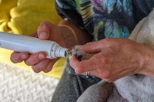 Clipping a dog's nails with an electric scratcher. Dog grooming.9 photo