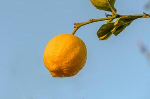 Bunches of fresh yellow ripe lemons on lemon tree branches in garden photo