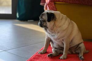 Senior pug sitting on the floor at home photo