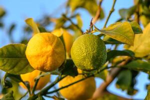 Bunches of fresh yellow ripe lemons on lemon tree branches in garden 2 photo