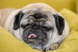 pug lies on the sofa with his tongue hanging out 4 photo