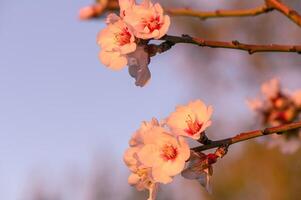 extremo de cerca de rosado almendra flores en contra azul cielo - selectivo atención 7 7 foto