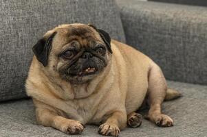 old pug lies on a gray sofa 1 photo