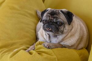 Cozy pug lying on the sofa 1 photo