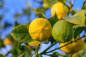 amarillo agrios limón frutas y verde hojas en el jardín. agrios limón creciente en un árbol rama primer plano.13 foto