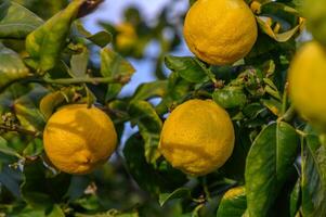 manojo de limón Fruta terminado verde natural jardín difuminar fondo, limón Fruta con hojas en difuminar fondo.10 foto