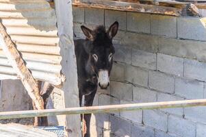 donkey in a pen in the village in winter 4 photo