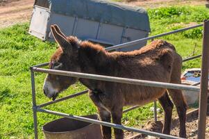 donkey in a pen in the village in winter6 photo