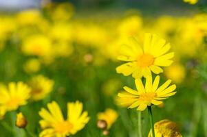 Yellow chamomile flowers on a dark green garden background 1 photo