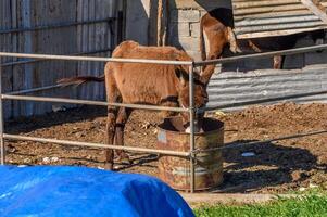 donkey in a pen in the village in winter 8 photo