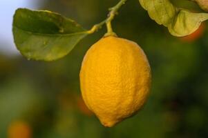 Citrus lemon fruits with leaves isolated, sweet lemon fruits on a branch with working path. 16 photo