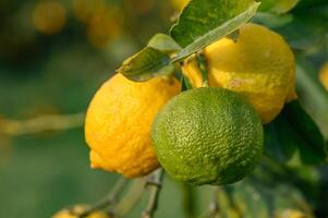 amarillo agrios limón frutas y verde hojas en el jardín. agrios limón creciente en un árbol rama primer plano.15 foto
