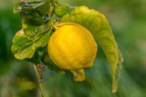 Citrus lemon fruits with leaves isolated, sweet lemon fruits on a branch with working path.15 photo