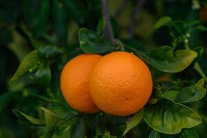 oranges branch with green leaves on tree photo