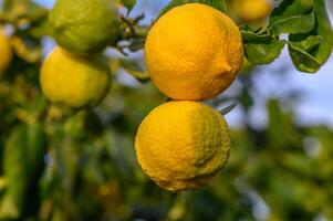 amarillo agrios limón frutas y verde hojas en el jardín. agrios limón creciente en un árbol rama primer plano.11 foto