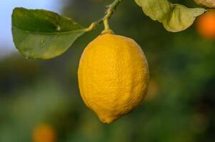 Citrus lemon fruits with leaves isolated, sweet lemon fruits on a branch with working path.16 photo