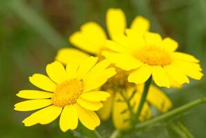 View of glebionis segetum , Chrysanthemum segetum in the field. It is a species of flowering plant in the family Asteraceae. 2 photo