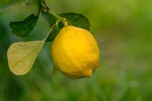 agrios limón frutas con hojas aislado, dulce limón frutas en un rama con trabajando camino.14 foto