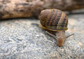 close up of a snail on a stone with blurred background photo