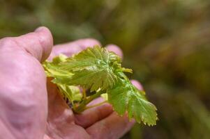 Young grape sprout in a man's hand photo