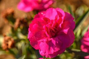 Dianthus caryophyllus 'Supertrouper Oscar' is a carnation with pink flowers photo