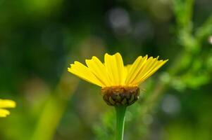 Yellow chamomile flowers on a dark green garden background 3 photo