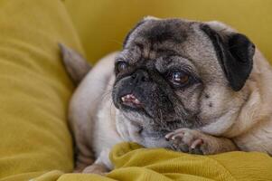 Cozy pug lying on the sofa 2 photo