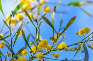 mimosa flores en un árbol con azul cielo.3 foto