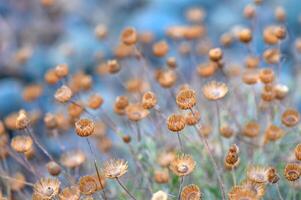 Beautiful wild flowers dried under violent hot summer sun in the field. photo