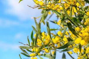 mimosa flores en un árbol con azul cielo.1 foto