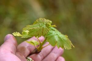 Young grape sprout in a man's hand 1 photo