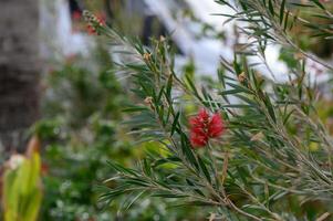 red tropical decorative flowers in cyprus 1 photo