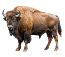 American buffalo seen from the side- png