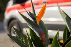 Strelitzia flower in winter in the sun in Cyprus 2 photo