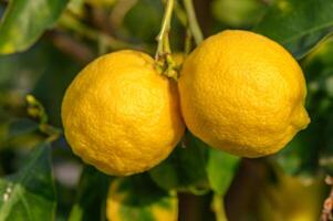 Bunch of Lemon fruit over green natural garden Blur background, Lemon fruit with leaves in blur background. 2 photo