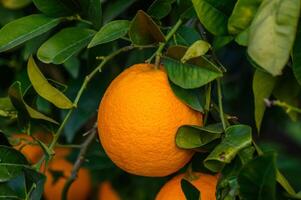 naranja jardín con naranjas en primavera. arboles con frutas 2 foto